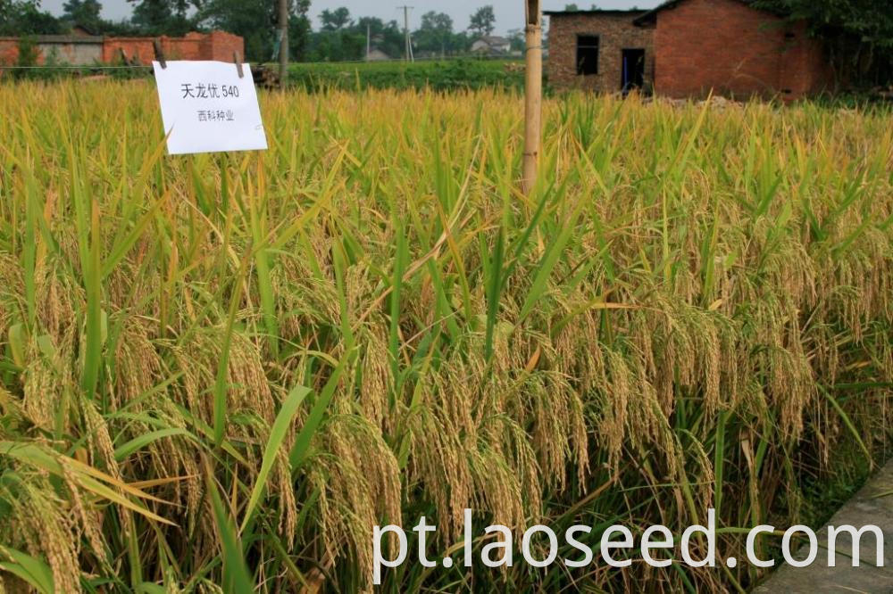 Tianlongyou 1340 rice